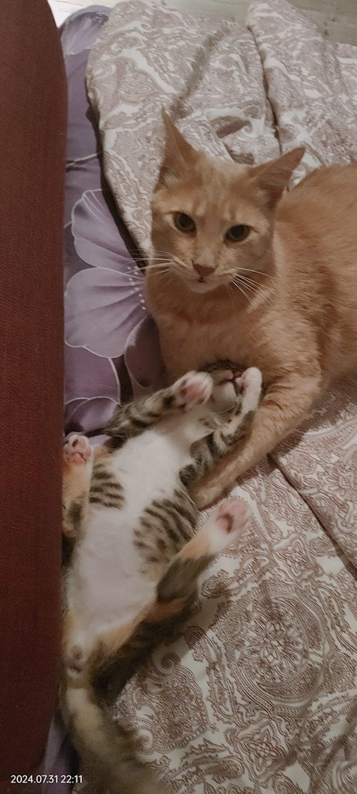 Cristina- petsitter București vagy Állat szitter a kutyák cicák 