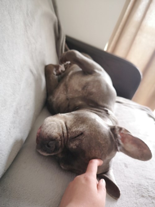 Igă- petsitter București sau Bonă pentru animale pentru câini pisici