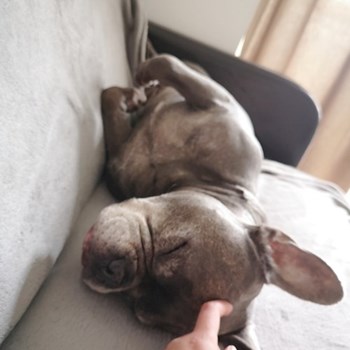 thumbnail petsitter București sau bonă pentru animale pentru câini pisici