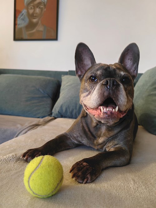 Igă- petsitter București sau Bonă pentru animale pentru câini pisici