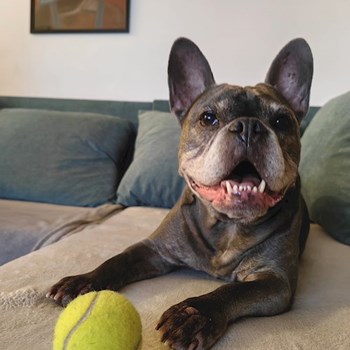 thumbnail petsitter București sau bonă pentru animale pentru câini pisici