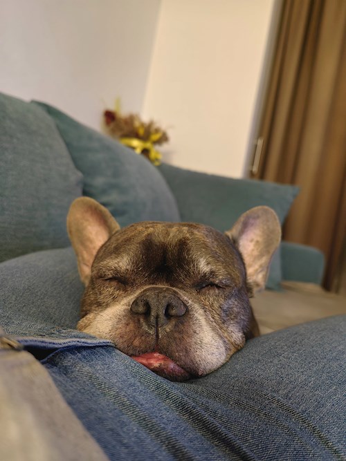 Igă- petsitter București sau Bonă pentru animale pentru câini pisici