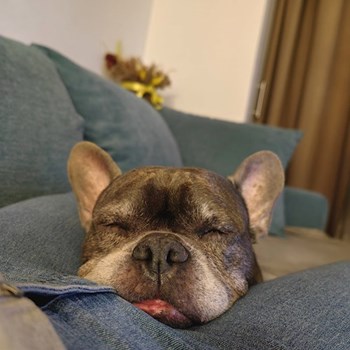 thumbnail petsitter București sau bonă pentru animale pentru câini pisici