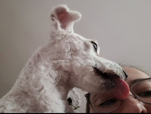 Lorena- petsitter Bragadiru or Pet nanny for dogs cats