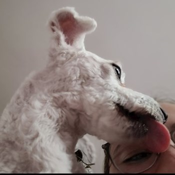 thumbnail petsitter Bragadiru or pet nanny for dogs cats
