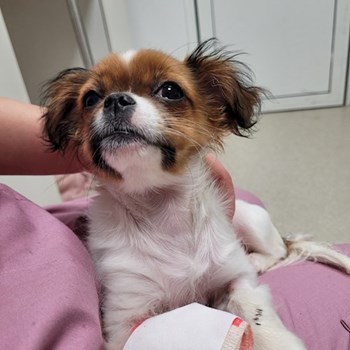 thumbnail petsitter Bragadiru or pet nanny for dogs cats
