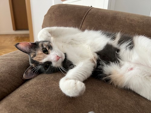 Laura- petsitter București or Pet nanny for cats