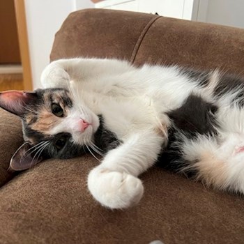 thumbnail petsitter București or pet nanny for cats