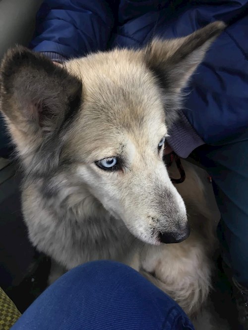 Remus- petsitter București or Pet nanny for dogs cats