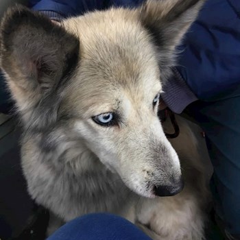 thumbnail petsitter București or pet nanny for dogs cats