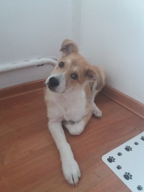 Remus- petsitter București or Pet nanny for dogs cats