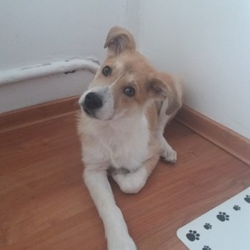 thumbnail petsitter București or pet nanny for dogs cats