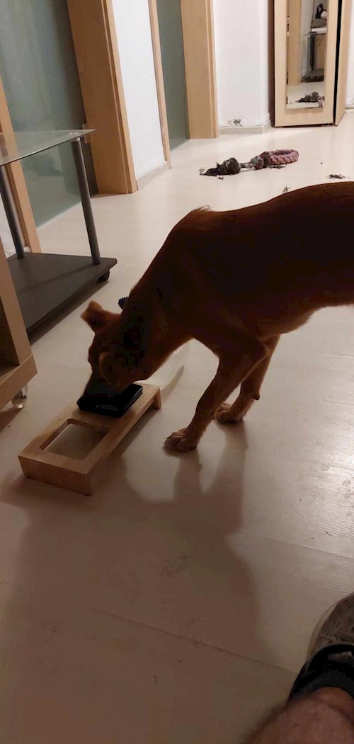 Remus- petsitter București or Pet nanny for dogs cats