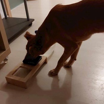 thumbnail petsitter București or pet nanny for dogs cats