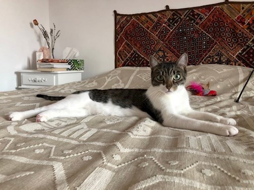 Alina- petsitter Otopeni or Pet nanny for dogs cats