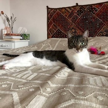 thumbnail petsitter Otopeni or pet nanny for dogs cats
