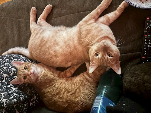 Daria- petsitter București sau Bonă pentru animale pentru câini pisici