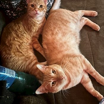 thumbnail petsitter București sau bonă pentru animale pentru câini pisici