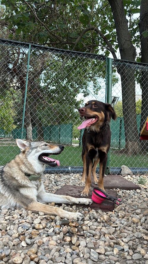 Daria- petsitter București sau Bonă pentru animale pentru câini pisici