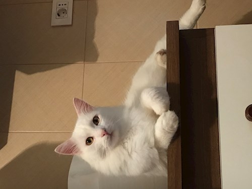 Patrintasu- petsitter Târgu Mureș or Pet nanny for dogs cats