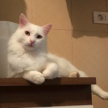 thumbnail petsitter Târgu Mureș or pet nanny for dogs cats