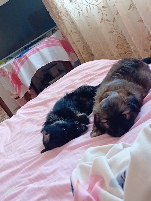 Florina- petsitter Târgu Mureș or Pet nanny for dogs cats