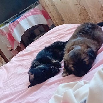 thumbnail petsitter Târgu Mureș or pet nanny for dogs cats