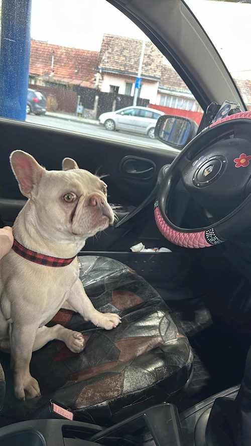 Florina- petsitter Târgu Mureș or Pet nanny for dogs cats
