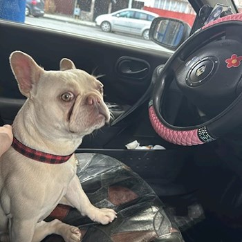 thumbnail petsitter Târgu Mureș or pet nanny for dogs cats