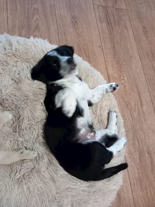 Florina- petsitter Târgu Mureș or Pet nanny for dogs cats