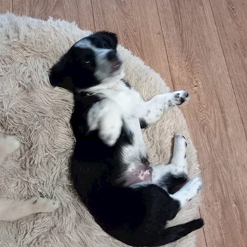 thumbnail petsitter Târgu Mureș or pet nanny for dogs cats