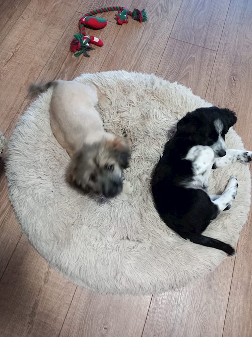 Florina- petsitter Târgu Mureș or Pet nanny for dogs cats