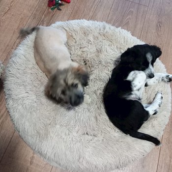 thumbnail petsitter Târgu Mureș or pet nanny for dogs cats