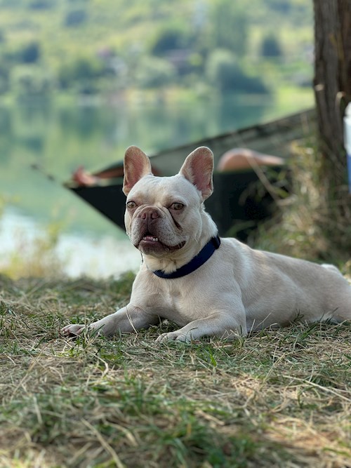 Florina- petsitter Târgu Mureș or Pet nanny for dogs cats