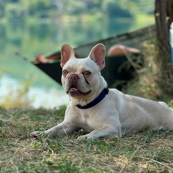 thumbnail petsitter Târgu Mureș or pet nanny for dogs cats