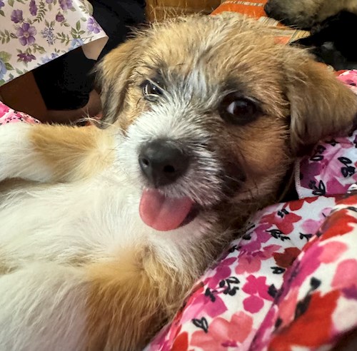 Florina- petsitter Târgu Mureș or Pet nanny for dogs cats