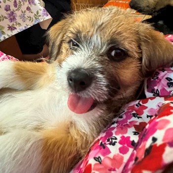 thumbnail petsitter Târgu Mureș or pet nanny for dogs cats