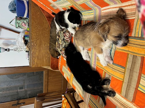 Florina- petsitter Târgu Mureș or Pet nanny for dogs cats