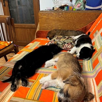 thumbnail petsitter Târgu Mureș or pet nanny for dogs cats