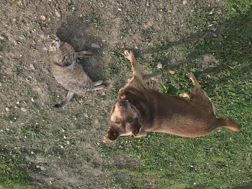 Patrintasu- petsitter Târgu Mureș or Pet nanny for dogs cats