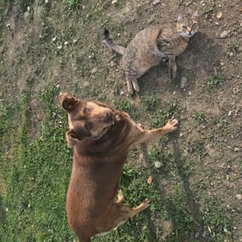 thumbnail petsitter Târgu Mureș or pet nanny for dogs cats