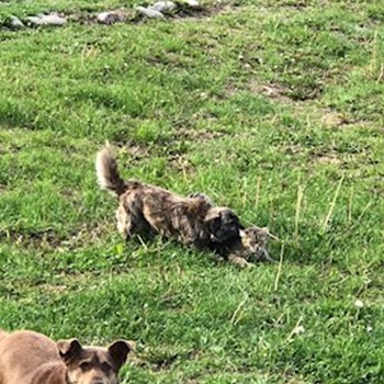 thumbnail petsitter Târgu Mureș or pet nanny for dogs cats