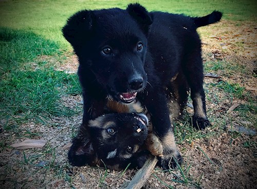 Patrintasu- petsitter Târgu Mureș or Pet nanny for dogs cats