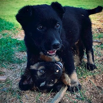 thumbnail petsitter Târgu Mureș or pet nanny for dogs cats