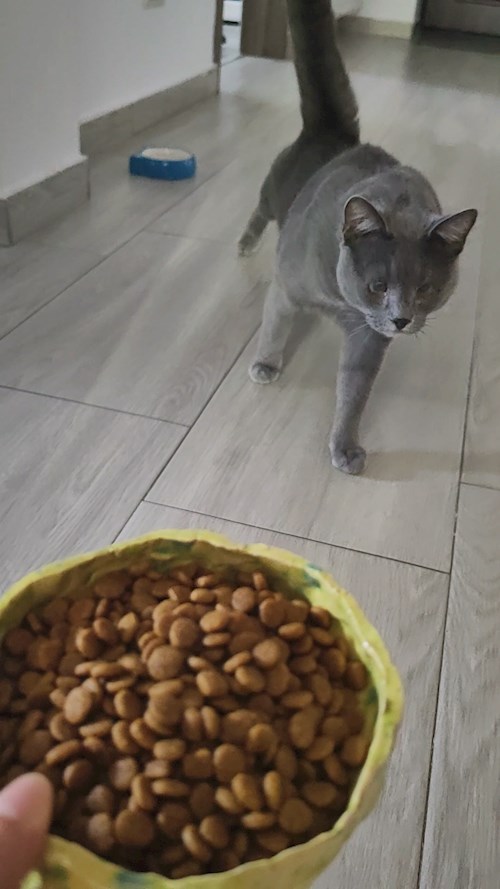 Igă- petsitter București sau Bonă pentru animale pentru câini pisici