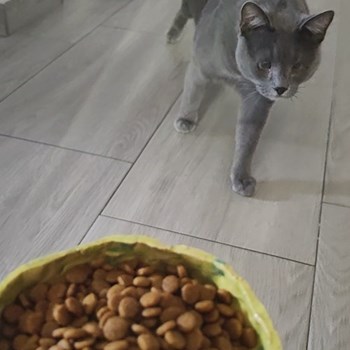 thumbnail petsitter București sau bonă pentru animale pentru câini pisici