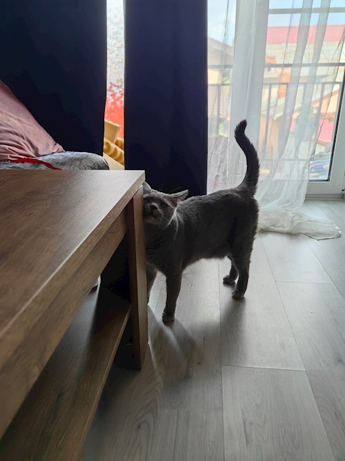 Igă- petsitter București sau Bonă pentru animale pentru câini pisici