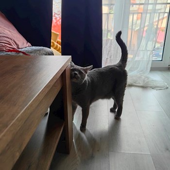 thumbnail petsitter București sau bonă pentru animale pentru câini pisici