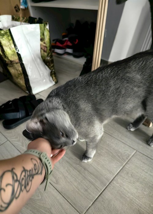 Igă- petsitter București sau Bonă pentru animale pentru câini pisici