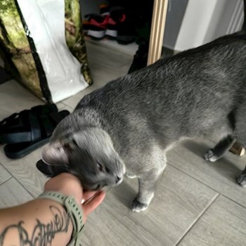 thumbnail petsitter București sau bonă pentru animale pentru câini pisici